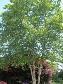 A tall Betula 'River Birch' 13" Pot with lush green leaves stands in the garden, surrounded by various other plants and shrubs. The sun shines, casting dappled light through the foliage.