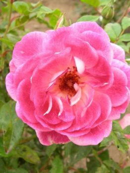 Close-up of a vibrant Rose 'Brilliant Pink Iceberg' with delicate petals and visible stamens, surrounded by green leaves.