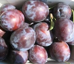 Plums, Prunus 'President' Plum 12" Pot, in a box on a table.