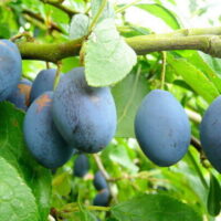 Ripe Prunus 'Damson' Plums hanging on a tree branch.