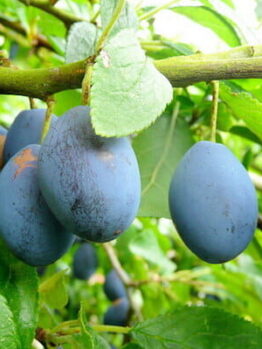 Ripe Prunus 'Damson' Plums hanging on a tree branch.