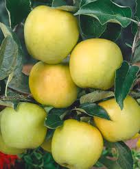 Several Malus 'Golden Delicious' apples hanging from a tree branch with green leaves, nestled among a grove of golden delicious apple trees.