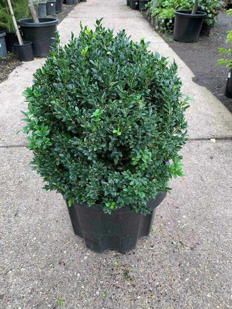 Buxus 'English Box' Topiary Ball 16" Pot - Image 4