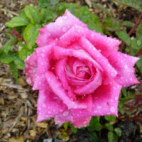Rose 'Jacaranda'
