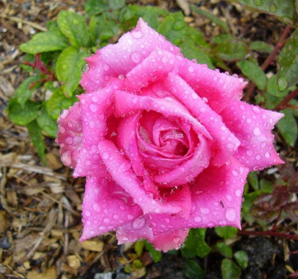 Rose 'Jacaranda' Bush Form