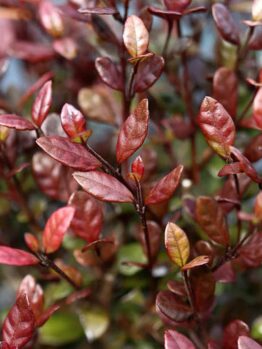 A close-up image of a Lophomyrtus 'Black Stallion' plant, showcasing small, glossy red leaves with scattered green and yellow foliage.