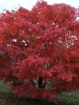 Acer 'Nishiki Gawa' Japanese Maple 16" Pot