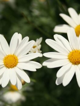 Close-up of white daisies with yellow centres blooming beside a Buxus 'English Box' Topiary Cone 20" Pot, its neatly clipped foliage providing a soft, green background.