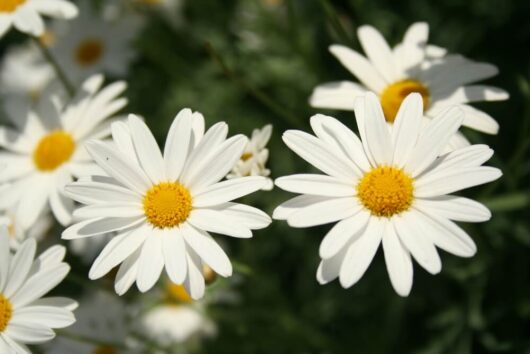 Close-up of white daisies with yellow centres blooming beside a Buxus 'English Box' Topiary Cone 20" Pot, its neatly clipped foliage providing a soft, green background.