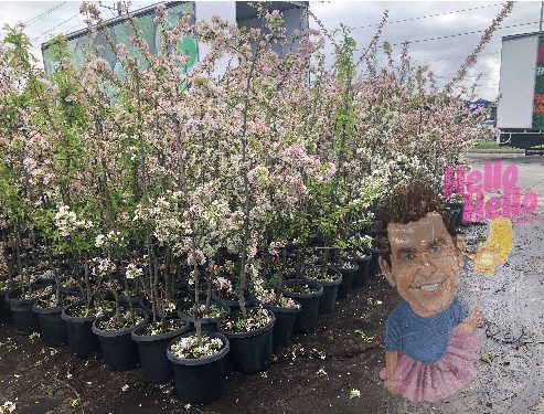 Malus floribunda 'Japanese flowering Crab Apple' 13" Pot - Image 2