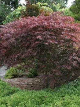 Acer 'Red Dragon' Japanese Maple 20" Pot