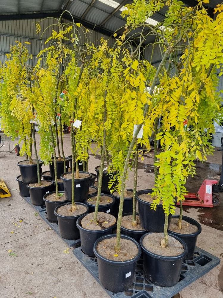Sophora 'Weeping Japanese Pagoda Tree' 16" Pot - Image 5