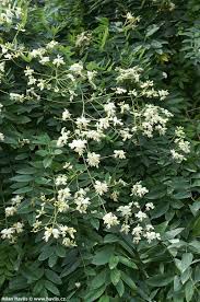 The Sophora 'Weeping Japanese Pagoda Tree' is a dense green shrub featuring clusters of small white flowers nestled among its rich dark green leaves.