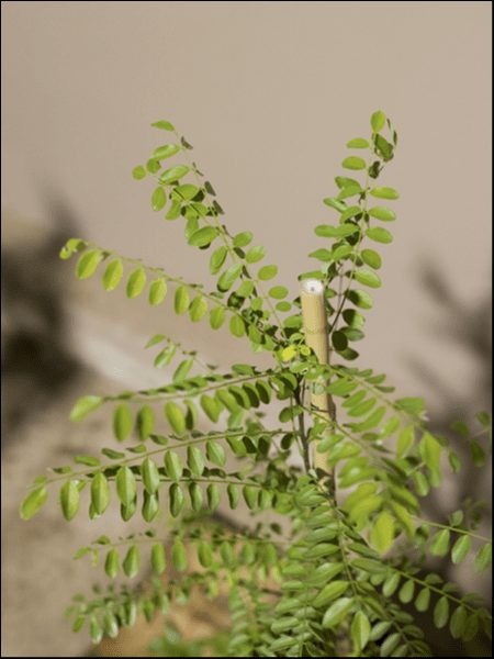 Sophora 'Weeping Japanese Pagoda Tree' 16" Pot - Image 4