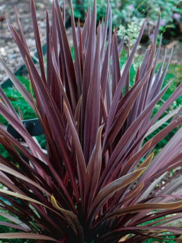 Cordyline Red Sensation