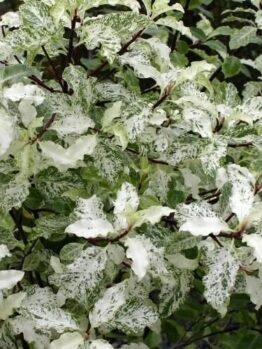 Lush Pittosporum 'Irene Patterson' 6" Pot with variegated green and white leaves, thriving in a garden setting.