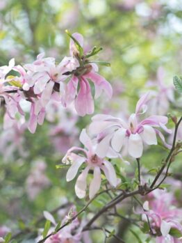 Close-up of a branch with light pink Magnolia 'Fairy® Blush' flowers in bloom, set against a backdrop of green leaves and softly blurred foliage.
