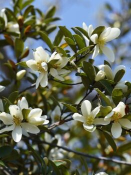 Close-up of a branch of the Magnolia 'Fairy® Blush' tree with several white flowers in bloom against a clear blue sky.