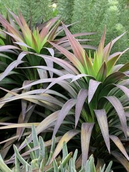 A Yucca desmetiana 'Soft Leaf Yucca' 8" Pot with purple and green leaves in a garden.