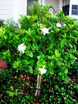 Gardenia 'Professor Pucci' 3ft Standard 8" Pot