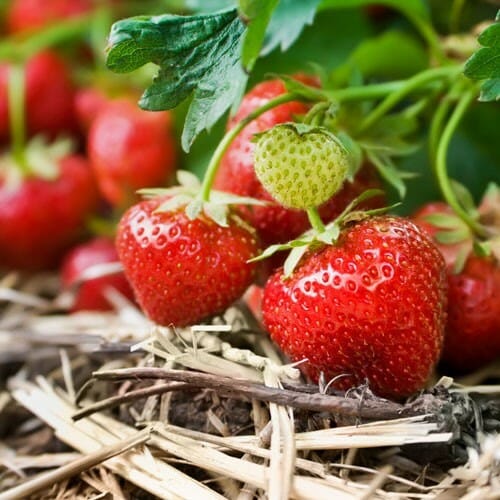 Strawberry 7" Pot (Hanging Basket)