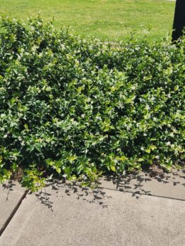 Trachelospermum 'Asiatic Jasmine' forms a lush green ground cover spilling over a concrete pavement, bordered by grass and bare soil bathed in bright sunlight.