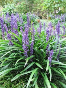 Vibrant purple Liriope muscari 'Big Blue' 6" Pot flowers blooming in a lush garden with green foliage in the background.