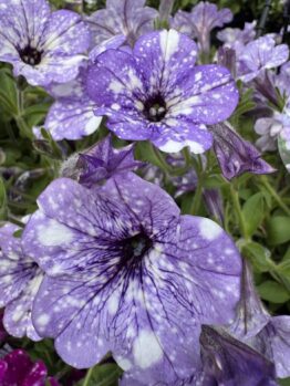 Close-up of vibrant purple petunias with white speckles in a 15cm pot, beautifully displayed alongside Murraya 'Orange Jessamine' 15cm pot and lush green foliage.