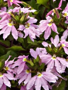 A group of Scaevola 'Pink Ribbon' 6" Pot flowers with pink ribbons and green leaves.
