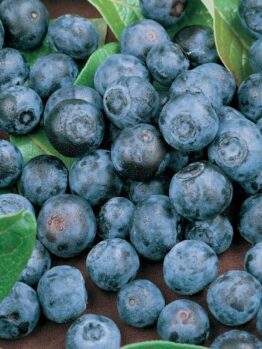 Close-up of fresh blueberries, including Vaccinium 'Sunshine Blue' Blueberry 6" Pot, with visible water droplets and green leaves nestled among them.