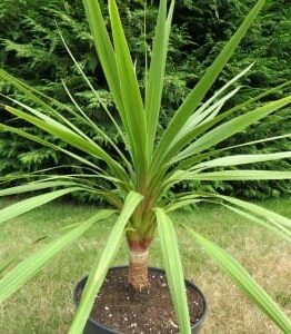 A Cordyline 'Peko' 6" Pot palm tree on a lawn.