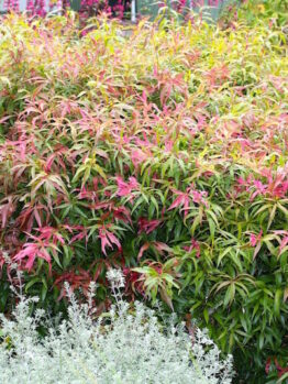 A Callistemon 'Great Balls of Fire' shrub with red and pink leaves in an 8" pot.