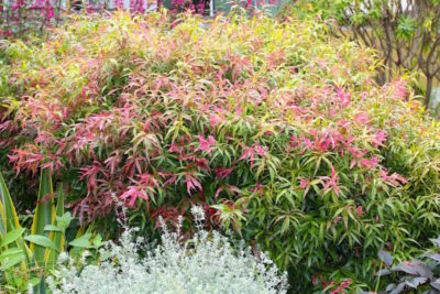 A Callistemon 'Great Balls of Fire' shrub with red and pink leaves in an 8" pot.