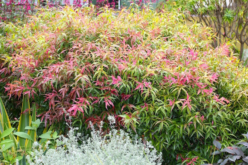 A Callistemon 'Great Balls of Fire' shrub with red and pink leaves in an 8" pot.