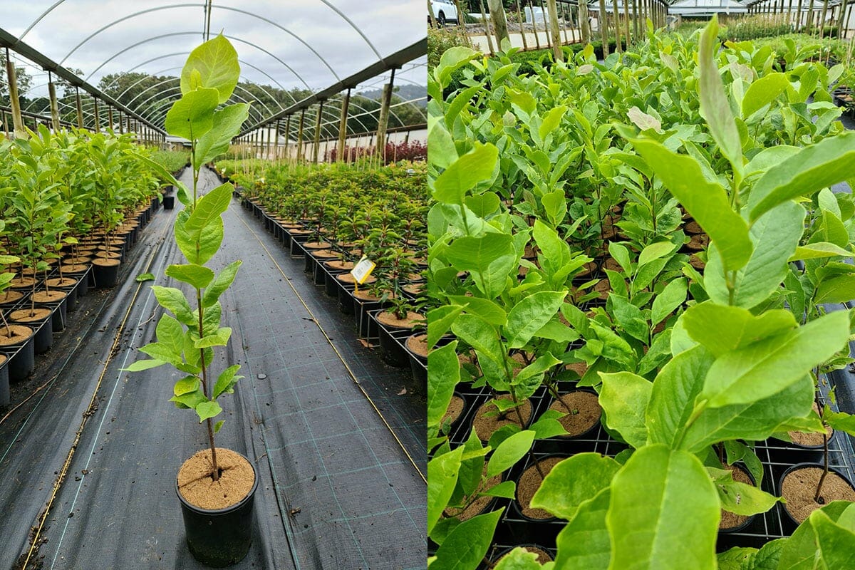 Magnolia 'Soulangeana' 8" Pot - Image 2