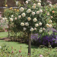 Standard Roses