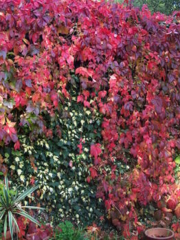 A Parthenocissus 'Virginia Creeper' 6" Pot-covered wall in a garden.