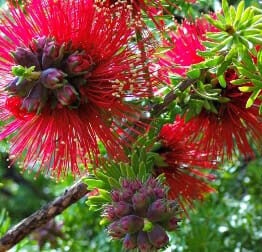 Callistemon 'Red Devil'