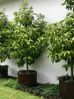 Four Michelia alba 'White Jade Orchid Tree' 12" Pot are arranged in a row along a white exterior wall, each thriving with lush green ground cover below.
