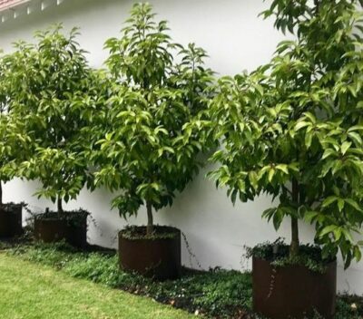 Four Michelia alba 'White Jade Orchid Tree' 12" Pot are arranged in a row along a white exterior wall, each thriving with lush green ground cover below.