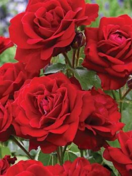 A group of Rose 'Lili Marlene' Bush Form in bush form.