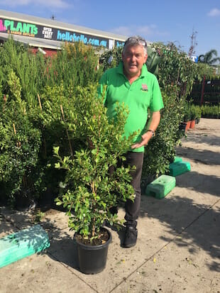 Syzygium 'Select Form' Lilly Pilly 12" Pot - Image 3