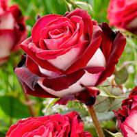 Rose 'Osiria'