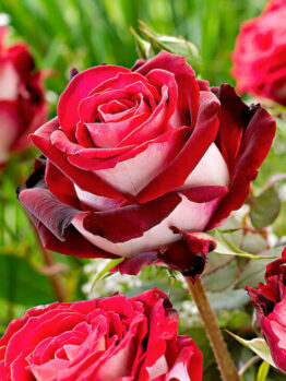 Rose 'Osiria'