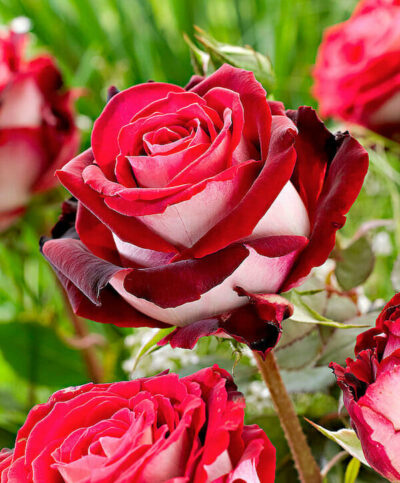 Rose 'Osiria' 2ft Standard
