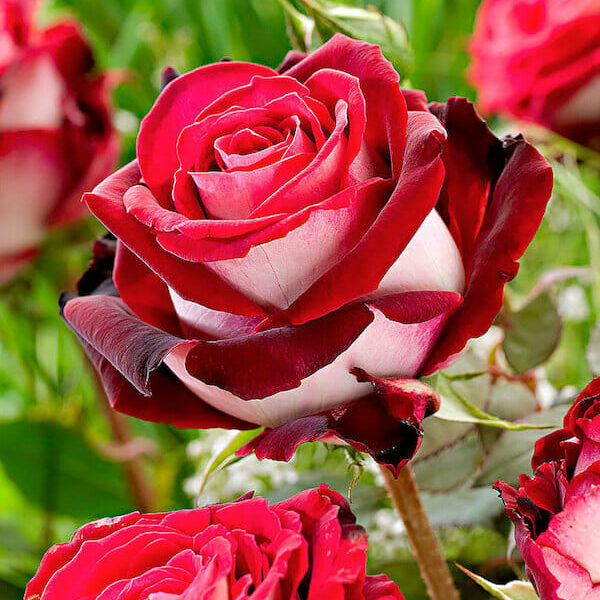 Rose 'Osiria'
