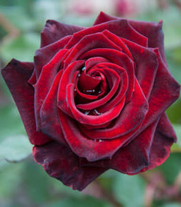 A close-up of a Rose 'Black Beauty' bush form in full bloom, featuring vibrant dark red petals with hints of black set against a lush backdrop of green leaves.
