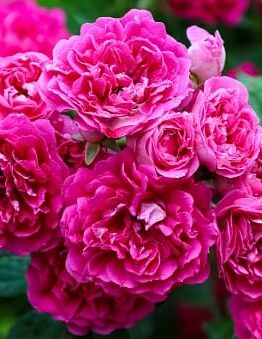 A cluster of vibrant pink roses, featuring the stunning Rose 'Excelsa' 6ft Weeper with its layered petals and green leaves in the background.