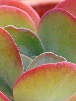 Close-up of a colorful Kalanchoe 'Flapjacks' succulent plant with thick green and red-tipped leaves.