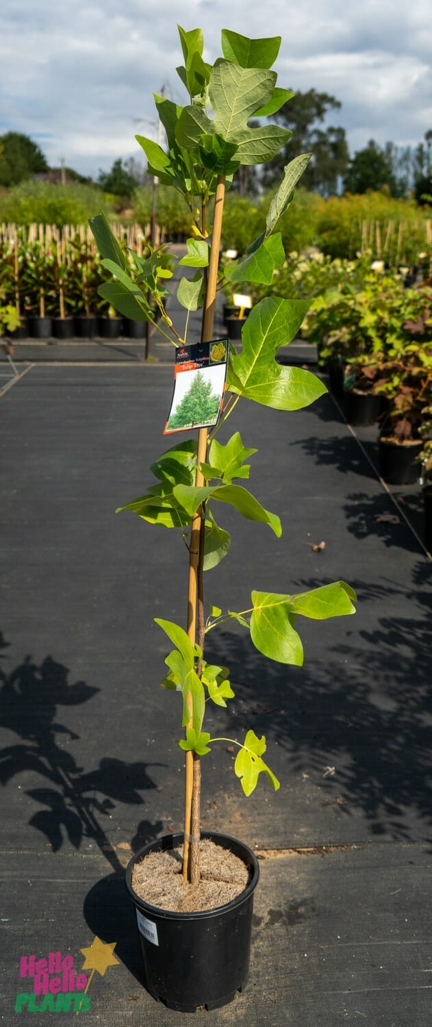 Hello Hello Plants Nursery Melbourne Victoria Australia Liriodendron Tulipifera 'Tulip Tree' 20cm Pot